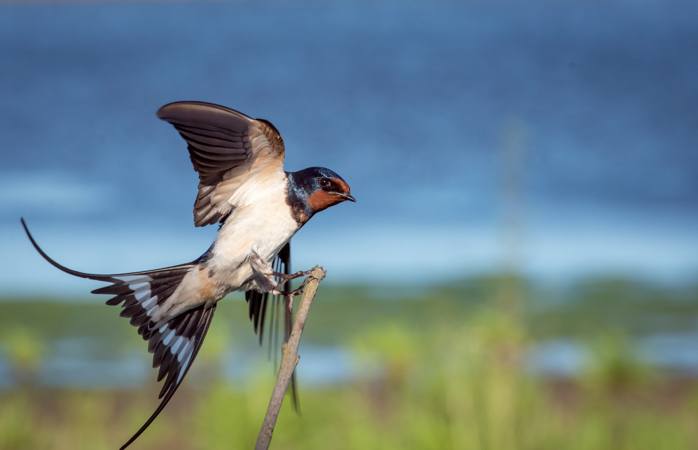 Swallow